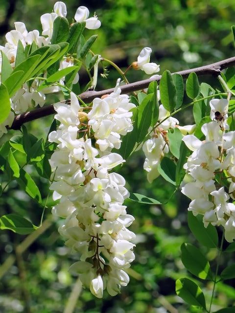 White acacia flowers from kashmir , from this nectar bees extract acacia honey , sold by honeybasket online in India